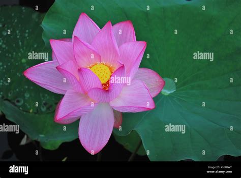  Die Himmlische Blume der Erleuchtung - Ein farbenfrohes Meisterwerk des Buddhismus